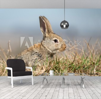 Picture of Rabbit hare while in grass